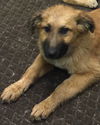 Gabriella-Fostered