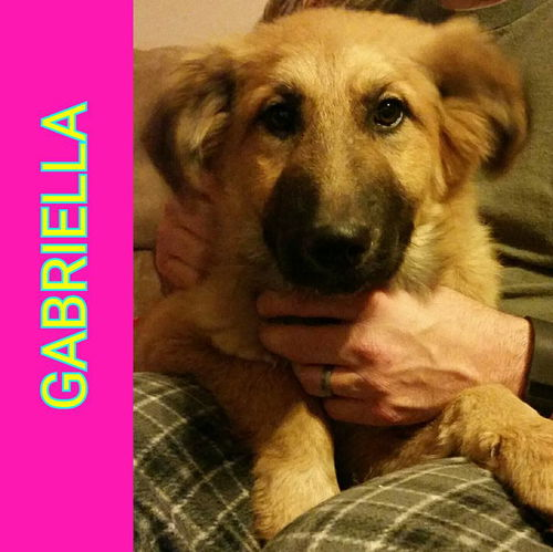 Gabriella-Fostered