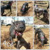 Ace-Fostered