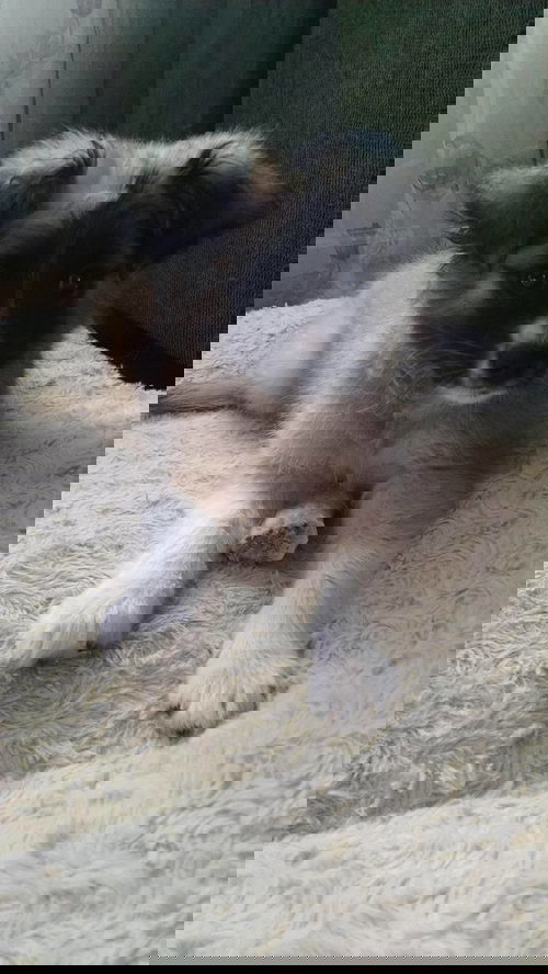 Scout - Fostered