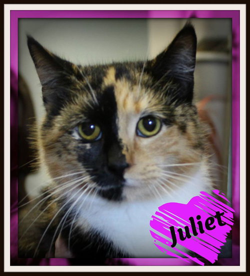 Juliet-shelter
