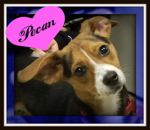 Pecan-Fostered