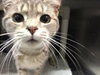 Cupid: SPECIAL NEEDS: URGENT!
