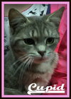 Cupid: SPECIAL NEEDS: URGENT!
