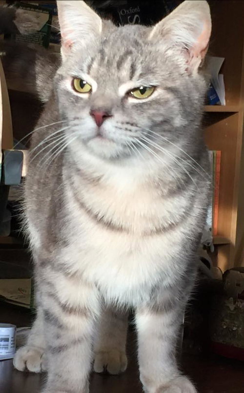 Cupid: SPECIAL NEEDS: URGENT!