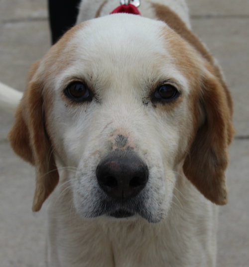 Hotdog: Fostered
