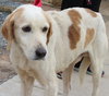 Hotdog: Fostered