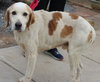 Hotdog: Fostered