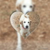 Hotdog: Fostered