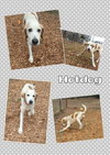 Hotdog: Fostered