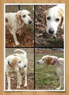 Hotdog: Fostered