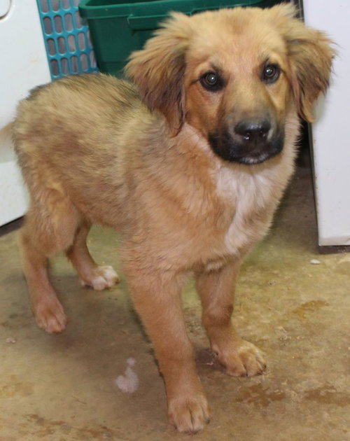 JIMINY CRICKET-Fostered