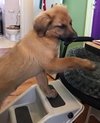 JIMINY CRICKET-Fostered