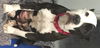 Erin-Fostered
