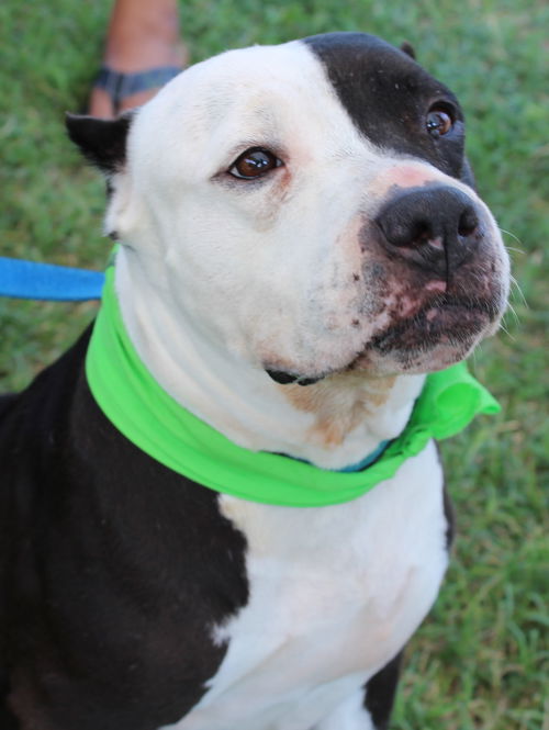 Erin-Fostered