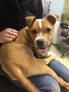Tuck-Fostered