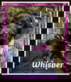 LL Whisper: fostered