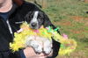 LL Deacon: Fostered