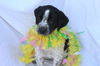 LL Deacon: Fostered