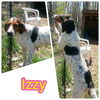 Izzy-Fostered