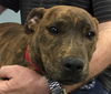 Nora-Fostered