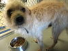 Alfie (aka Rocko): fostered