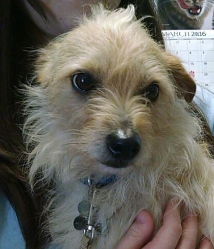 Alfie (aka Rocko): fostered