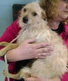 Alfie (aka Rocko): fostered