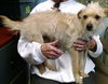 Alfie (aka Rocko): fostered