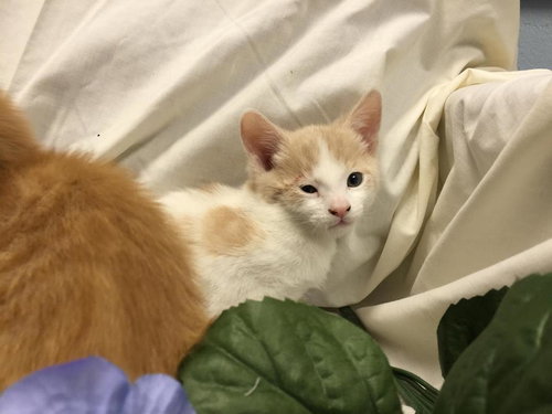 Curley: shelter