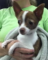 Cricket-fostered