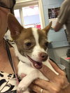 Cricket-fostered