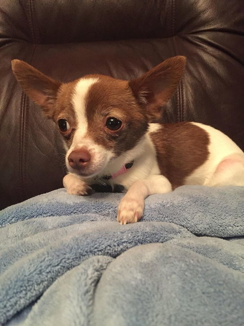 Cricket-fostered