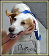 Daisy-URGENT!