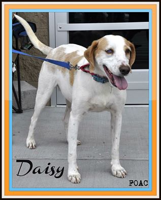 Daisy-URGENT!