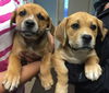 Prince: Fostered