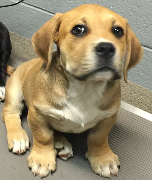 Prince: Fostered
