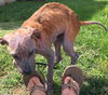 Homer: fostered