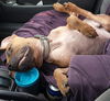 Homer: fostered