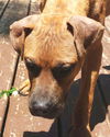 Homer: fostered
