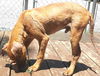 Homer: fostered