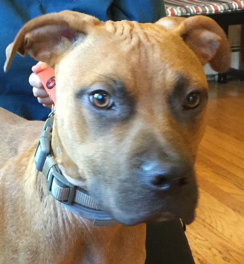 Homer: fostered