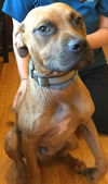 Homer: fostered