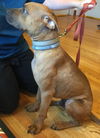 Homer: fostered