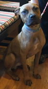 Homer: fostered