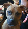 Homer: fostered