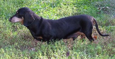 AUGUSTUS