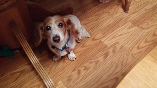 Auggie Doggie .....ME