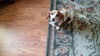 Auggie Doggie .....ME