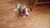 Auggie Doggie .....ME